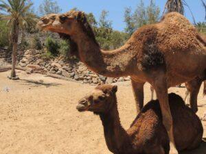 Oasis Park, Fuerteventura, Kanariøyene