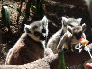 Oasis Park, Fuerteventura, Kanariøyene