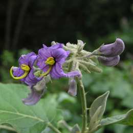 Gran Canaria Nord Firgas