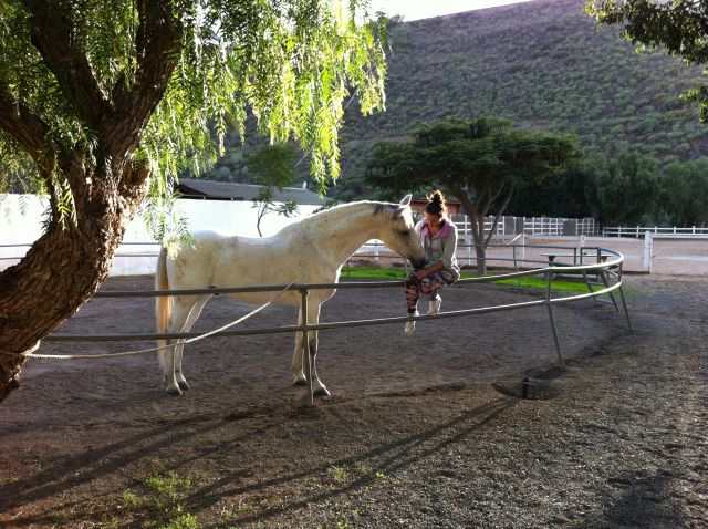Kveldsstemning, hest, El Tablero, Gran Canaria Sør