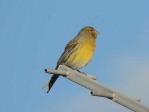 Kanarifugel, Gran Canaria, Kanariøyene