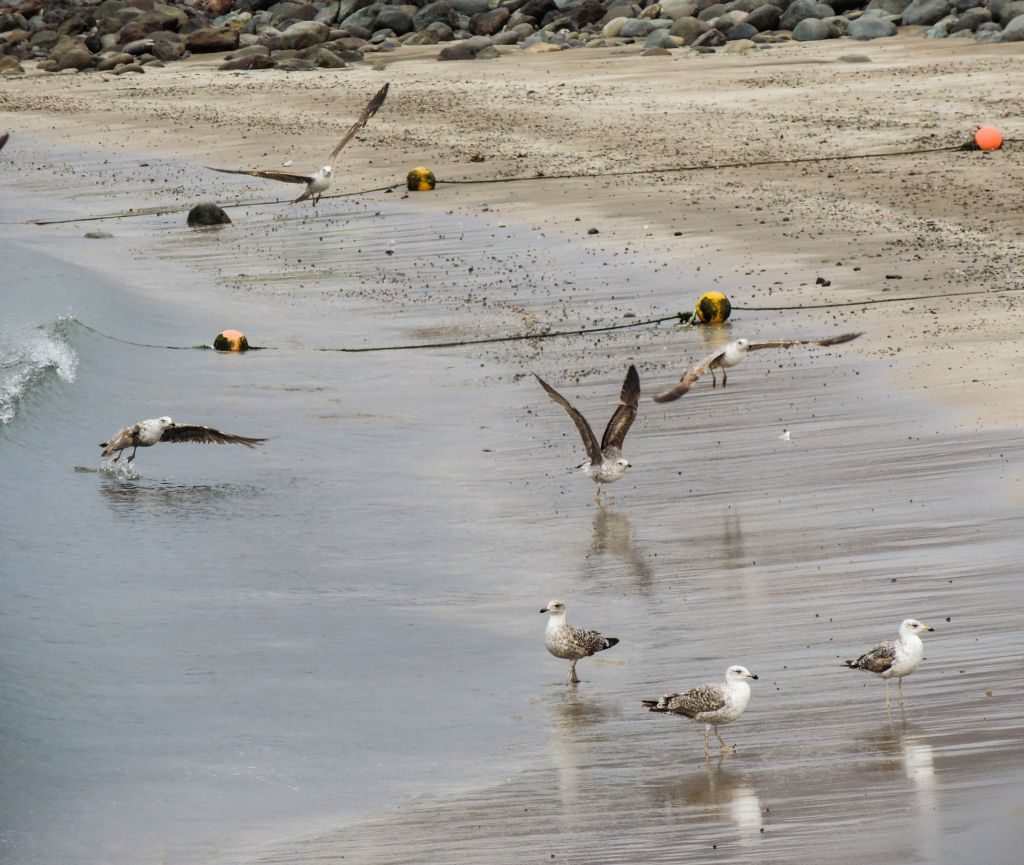 Fisketur på Gran Canaria - Stille måker