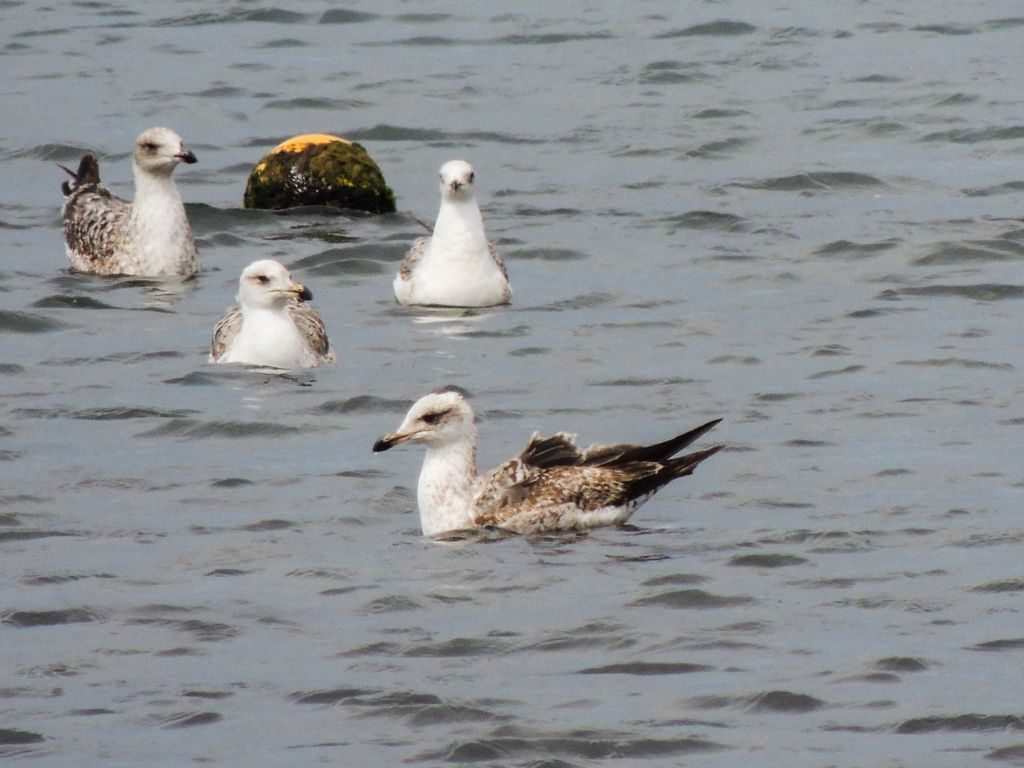 Fisketur på Gran Canaria Måker