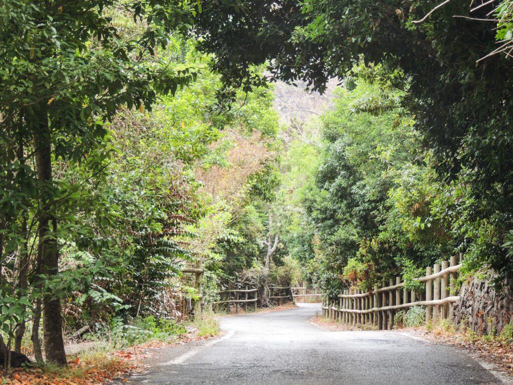 Los Tilos Moya Gran Canaria