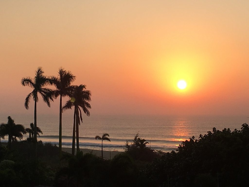 Hav og palmer Alex S Pixabay