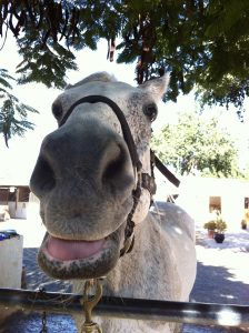 Hest fra stykket slanger i paradis